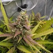 Forbidden Fruitz Indoor Grow