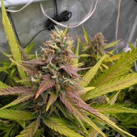 Forbidden Fruitz Indoor Grow