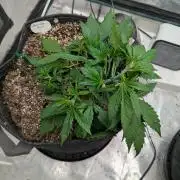 Forbidden Fruitz Indoor Grow