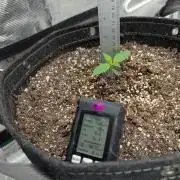 Forbidden Fruitz Indoor Grow