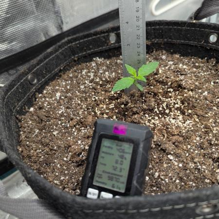 Forbidden Fruitz Indoor Grow