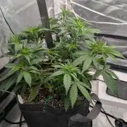 Forbidden Fruitz Indoor Grow