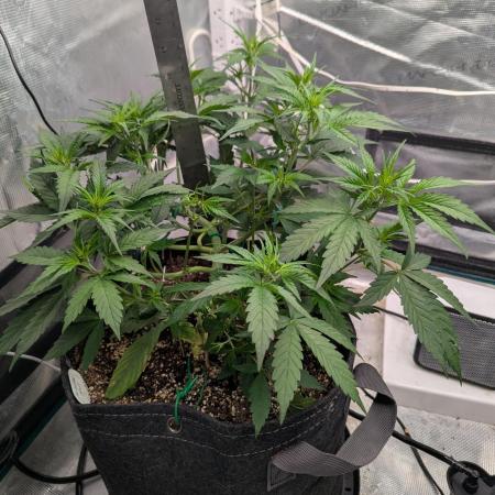 Forbidden Fruitz Indoor Grow