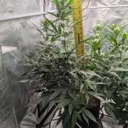 Forbidden Fruitz Indoor Grow