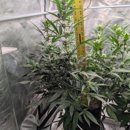 Forbidden Fruitz Indoor Grow