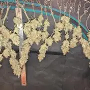 FastBuds April 2026