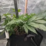 Do-si-do