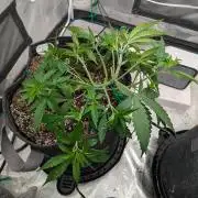 Forbidden Fruitz Indoor Grow