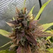 Forbidden Fruitz Indoor Grow