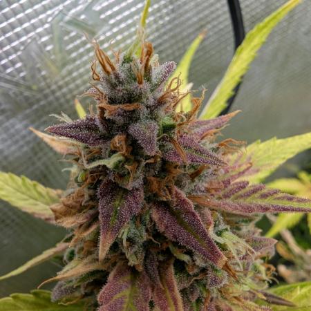 Forbidden Fruitz Indoor Grow