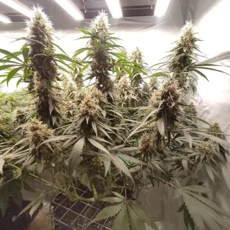 Ghost Train Haze Zamnesia