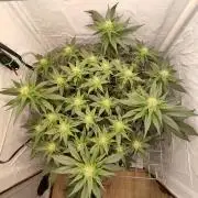 Ghost Train Haze #2