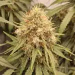 Ghost Train Haze Zamnesia