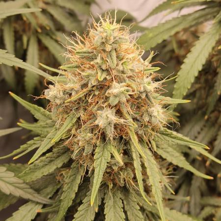 Ghost Train Haze Zamnesia