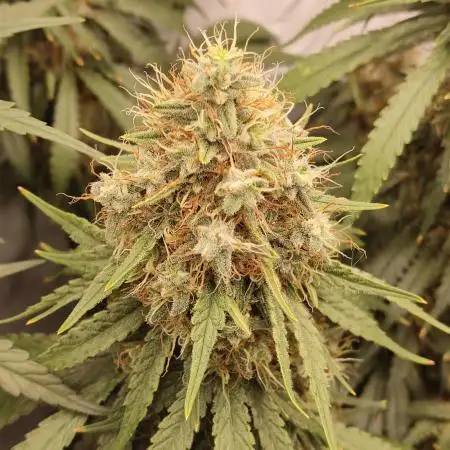 Ghost Train Haze Zamnesia