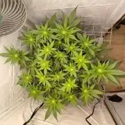 Ghost Train Haze #2