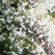 Granddaddy Purple 50W Start Misstake