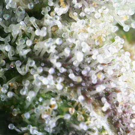 Granddaddy Purple 50W Start Misstake