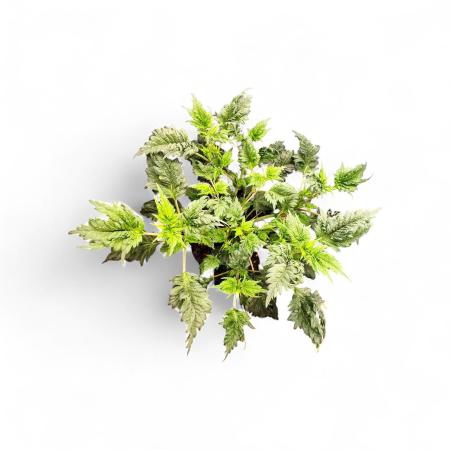 Mentha de Croco Bx1 F2