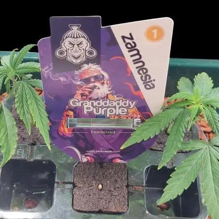 SANSI 50W / 40x40 Granddaddy Purple