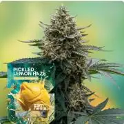 Pickled Lemon Haze F1 by Zamnesia