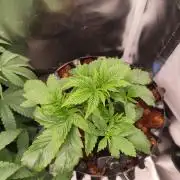 Blue Waffel F1 Zamnesia