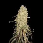 Rainbow Sherbet Zamnesia