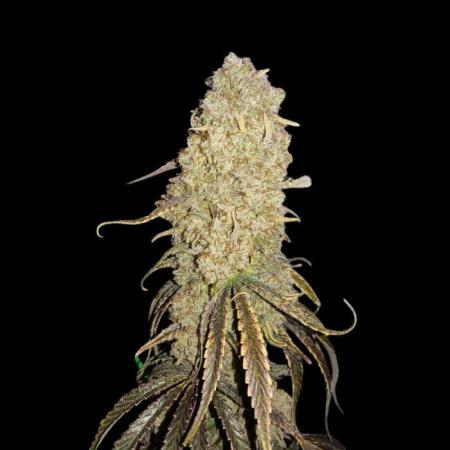 Rainbow Sherbet Zamnesia