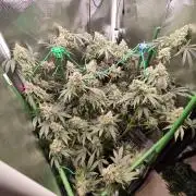 GG#4 by Zamnesia