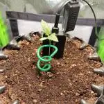 SANSI 50W / 40x40 Granddaddy Purple
