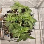 Lemon Cherry Gelato F1 Zamnesia