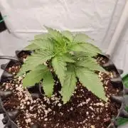 Lemon Cherry Gelato F1 Zamnesia