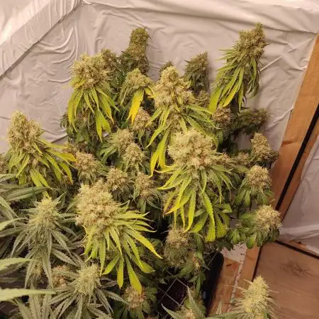 Ghost Train Haze Zamnesia