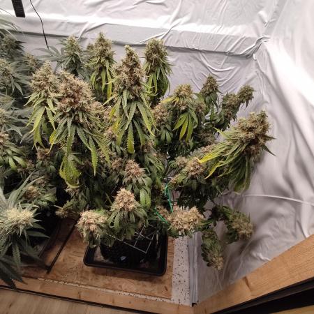 Ghost Train Haze Zamnesia