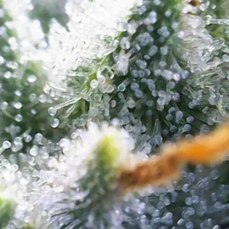 Ghost Train Haze Zamnesia