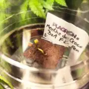 Mentha de Croco Bx1 F2