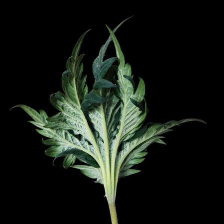 Mentha de Croco Bx1 F2