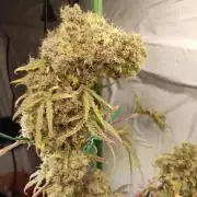 Mentha de Croco Bx1 F2