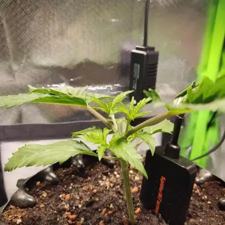 SANSI 50W / 40x40 Granddaddy Purple