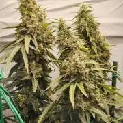 AK 47