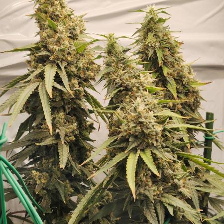 AK 47