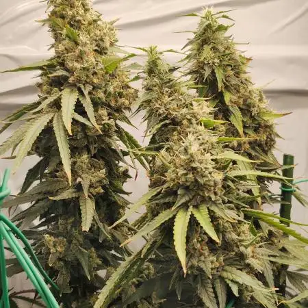 AK 47
