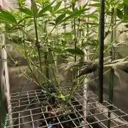 Lemon Cherry Gelato F1 Zamnesia