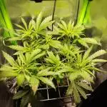 SANSI 50W / 40x40 Granddaddy Purple