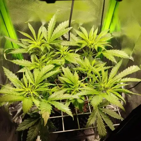 SANSI 50W / 40x40 Granddaddy Purple