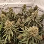 Ghost Train Haze Zamnesia