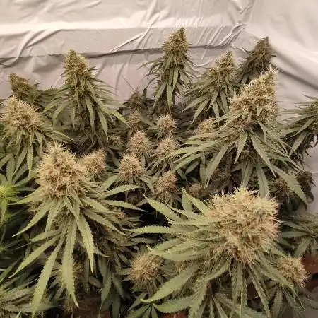 Ghost Train Haze Zamnesia