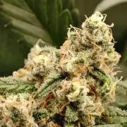 GG#4 by Zamnesia