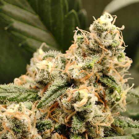 GG#4 by Zamnesia