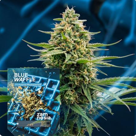 Blue Waffel F1 Zamnesia